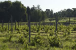 Vermilion Valley Vineyards