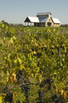 Vermilion Valley Vineyards